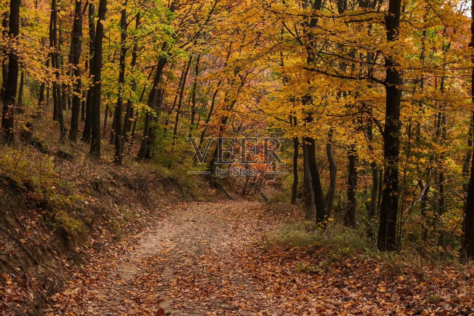 美丽的黄秋森林照片摄影图片