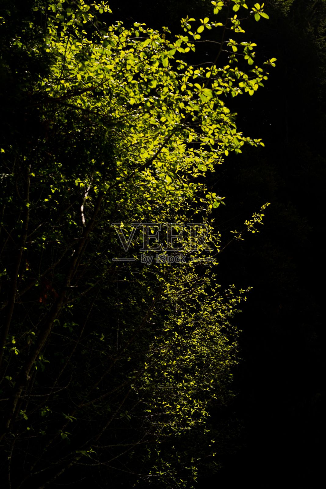 垂直拍摄的阳光与树木的绿叶相遇在暗黑色的背景上照片摄影图片