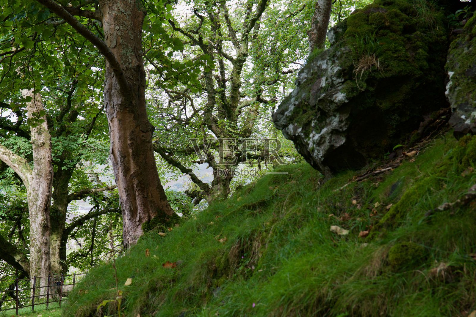 在郁郁葱葱的森林里，低角度拍摄树木和绿草照片摄影图片