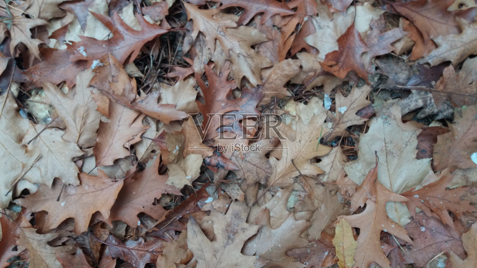 松针上的橡树叶照片摄影图片