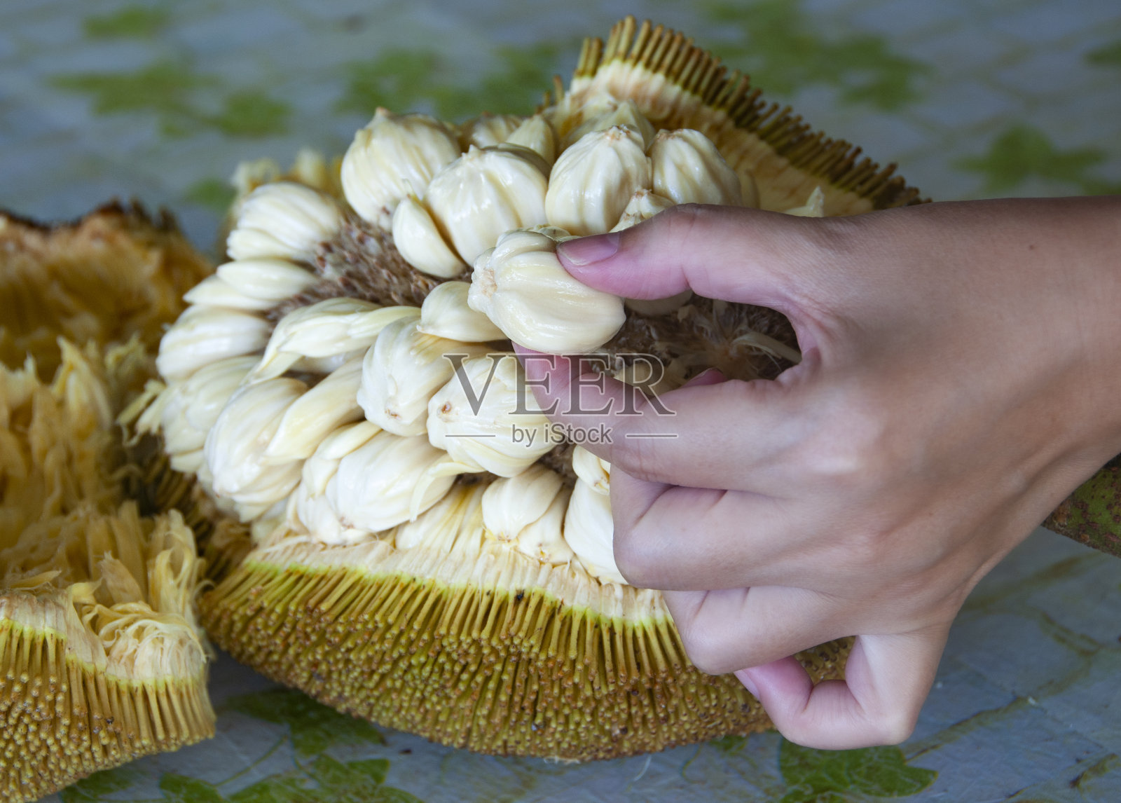 手采摘马来西亚婆罗洲的Tarap果。亚洲水果概念照片摄影图片