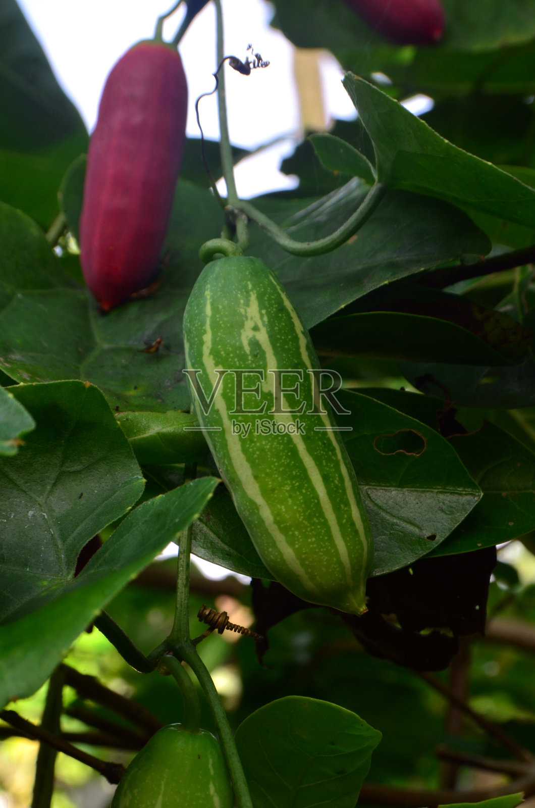 大球果照片摄影图片