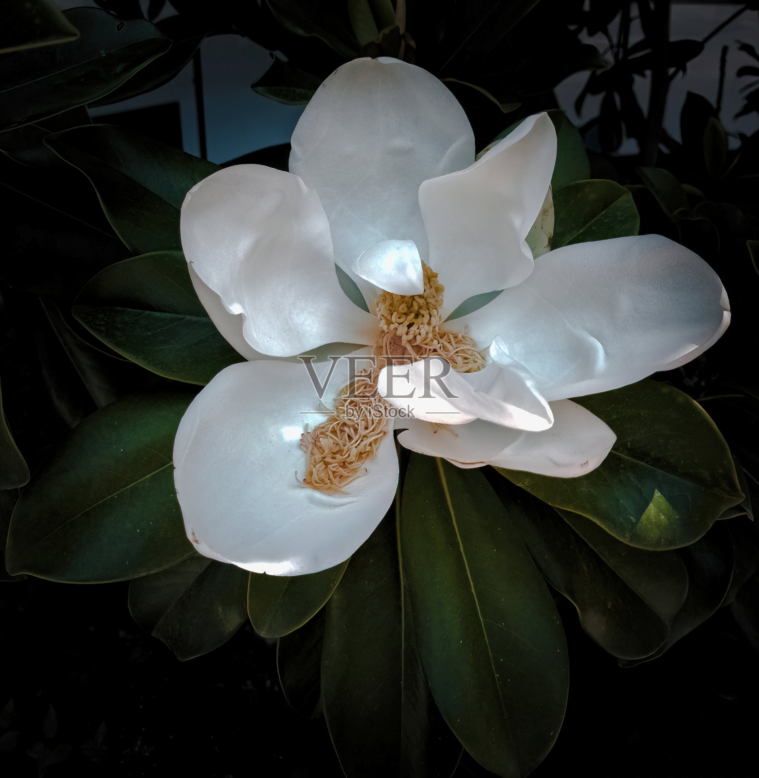 广玉兰花近距离观看照片摄影图片