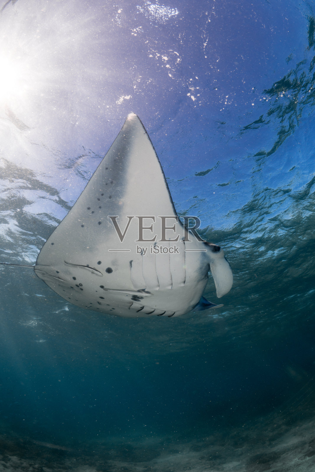 暗礁蝠鲼游过清澈的热带水域- Mobula alfredi照片摄影图片