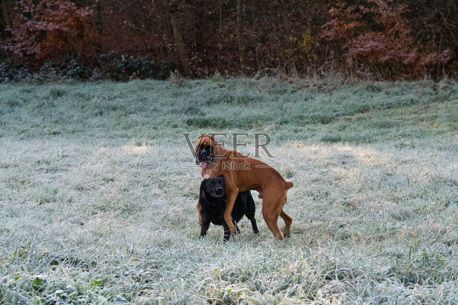 一只狗背在另一只狗背上照片摄影图片