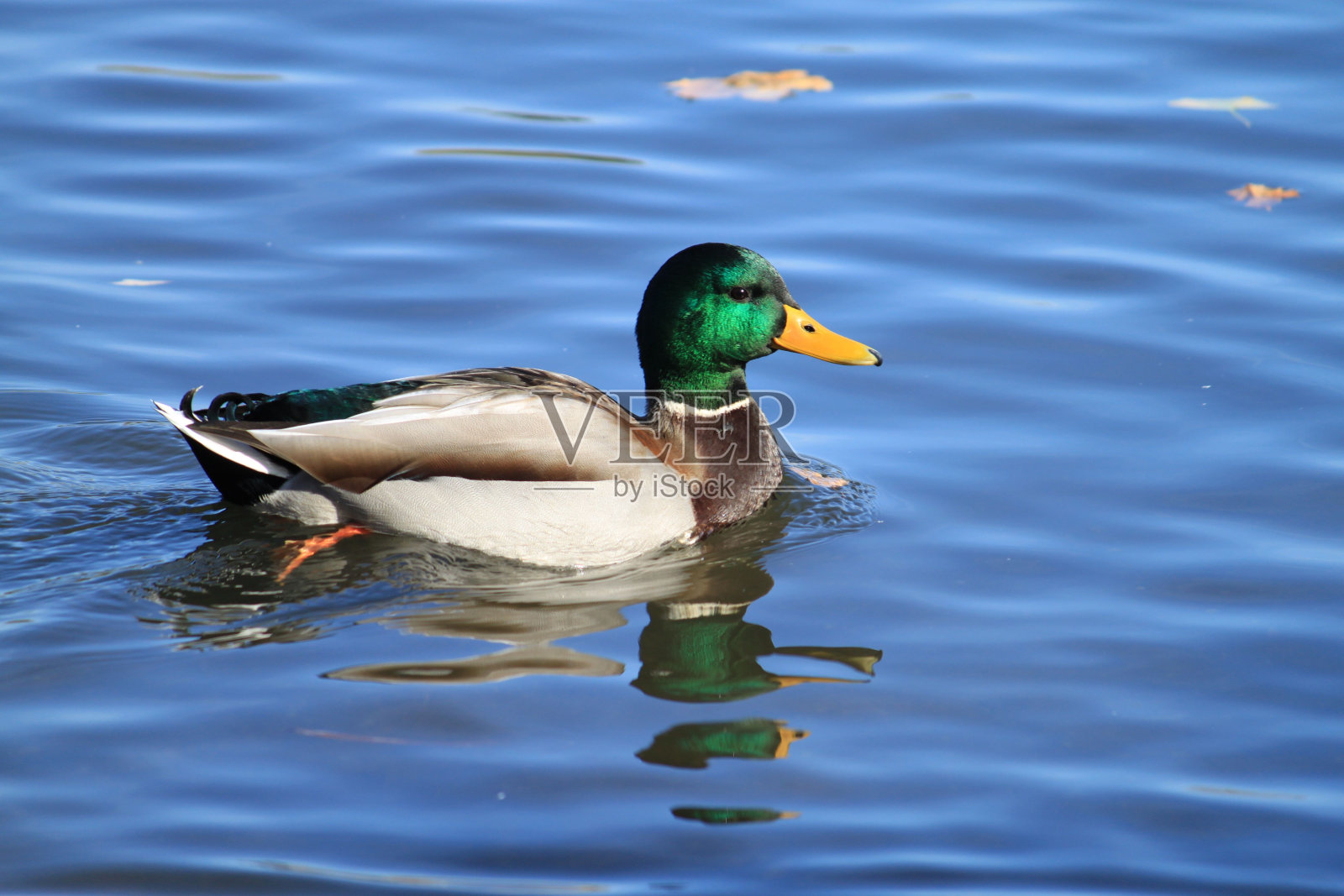在日出时，一只美丽的鸭子在反光的湖面上照片摄影图片