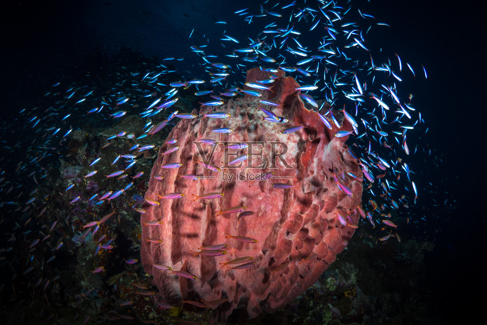 健康珊瑚礁和热带鱼的终极生物多样性照片摄影图片