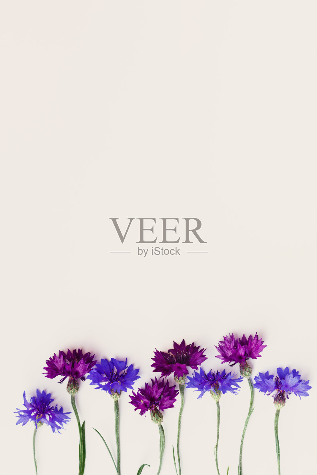 白色背景上有天然的矢车菊花。春夏假期贺卡、明信片、请柬。极少的花卉成分。俯视图自然美学丰花照片摄影图片