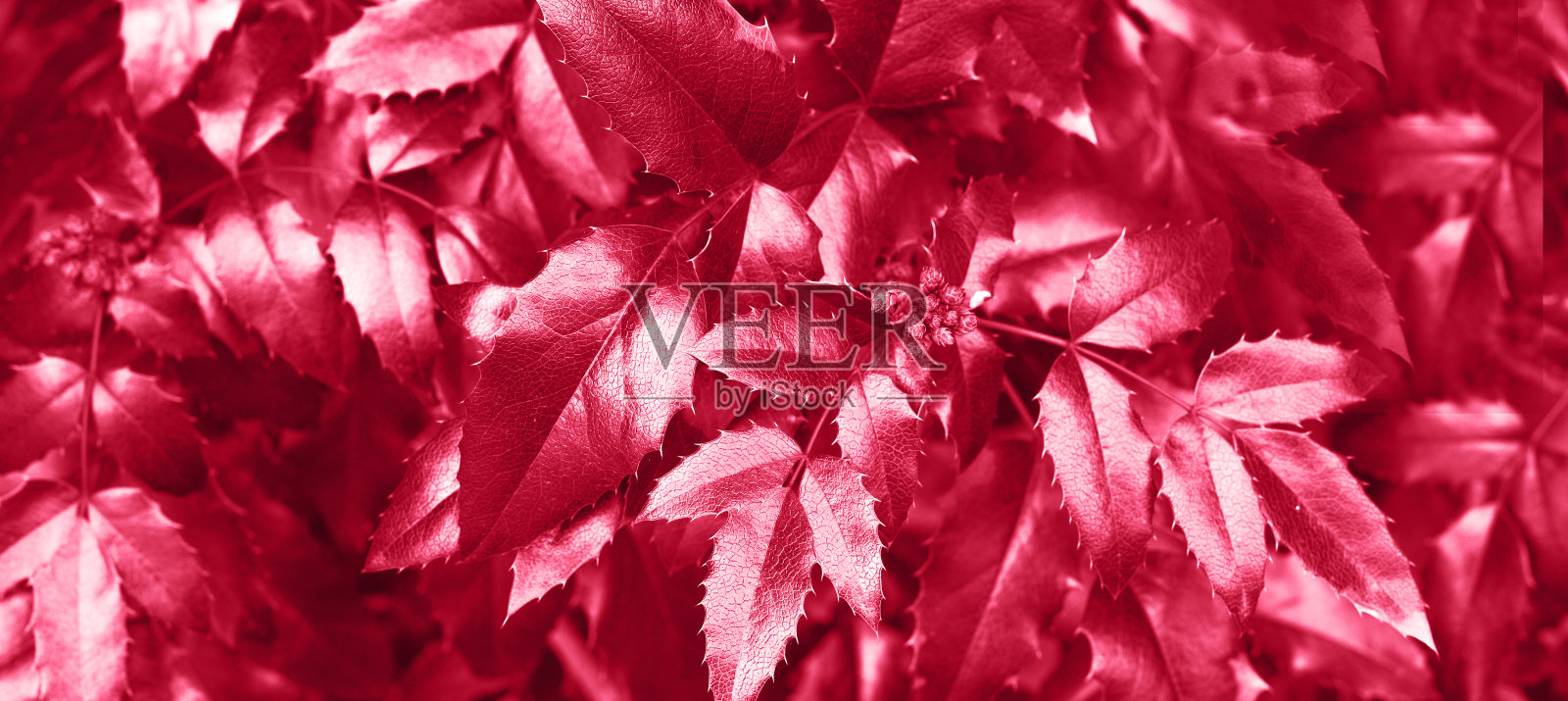 新鲜的viva品红树叶背景。天然叶片图案照片摄影图片