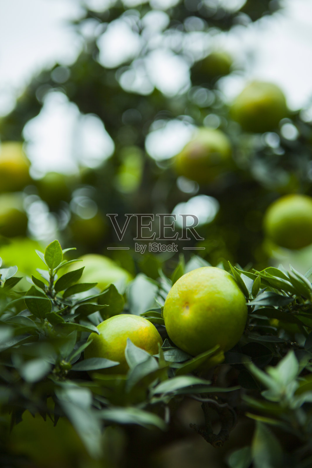 中国，春节，最爱，水果，橘子，橘子树，吉祥照片摄影图片