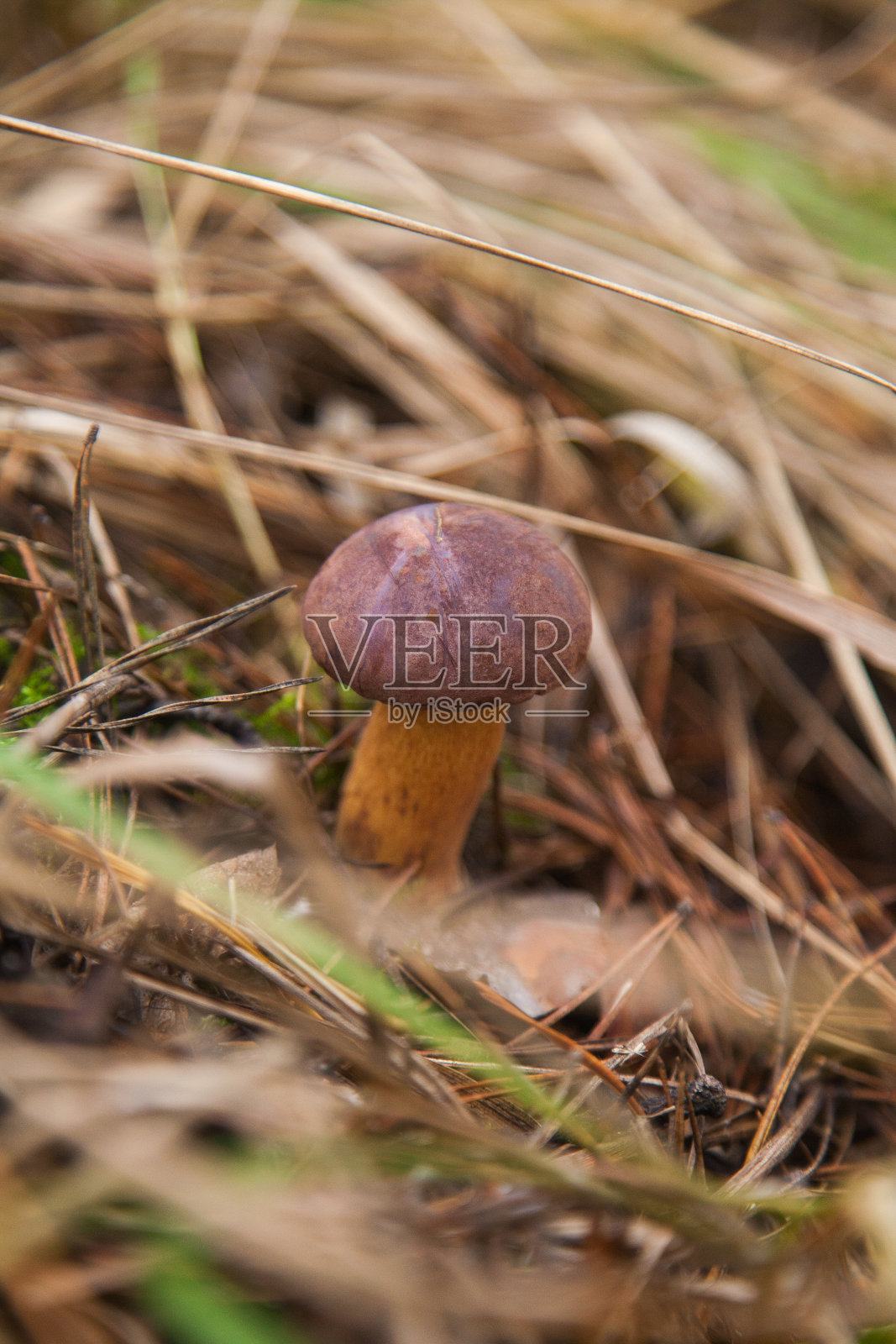 Imleria Badia或Boletus Badius通常被称为海湾Bolete，在秋季生长在森林地面上。照片摄影图片