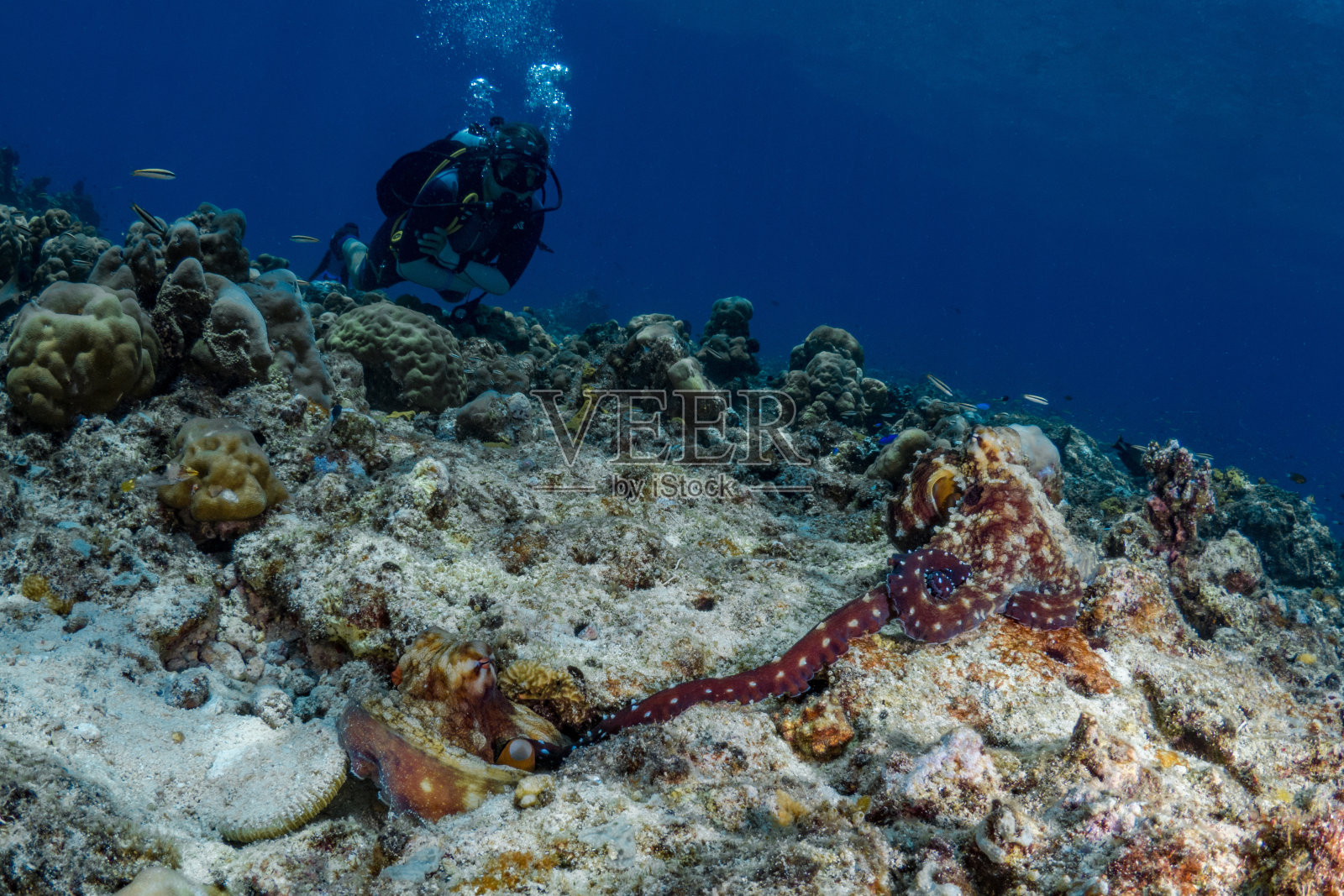 在珊瑚礁上交配的普通章鱼-普通章鱼照片摄影图片