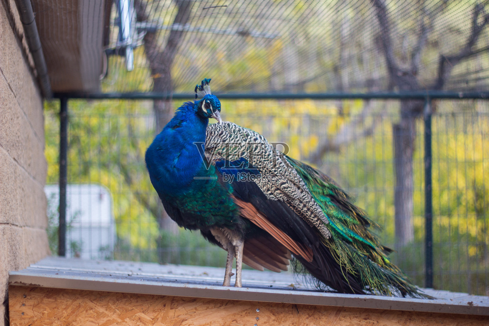 美丽的印度孔雀雄与hisist折叠翅膀在屋顶上照片摄影图片