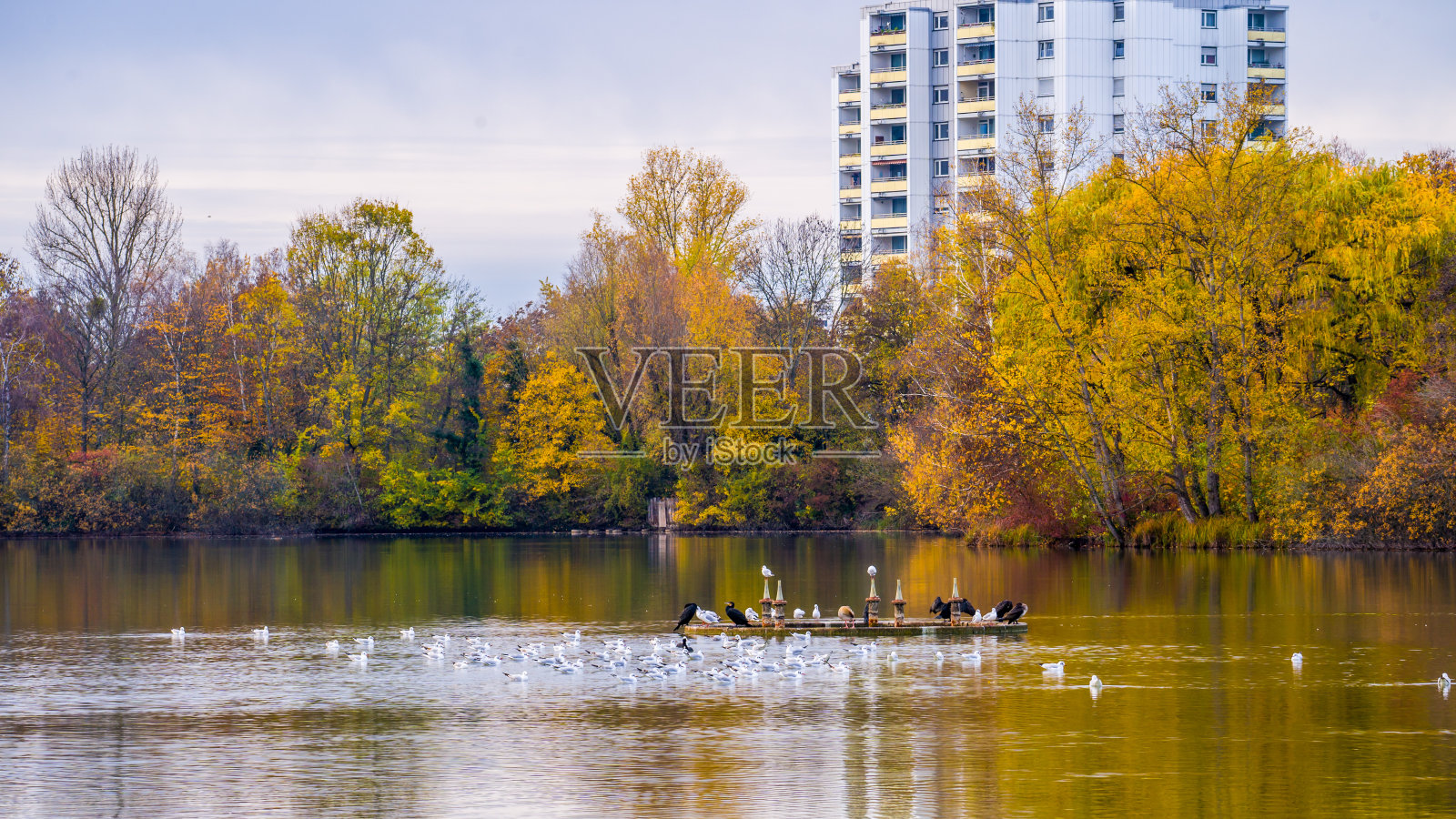 五彩缤纷的秋树在湖边，海鸥成群，鸬鹚在水上照片摄影图片