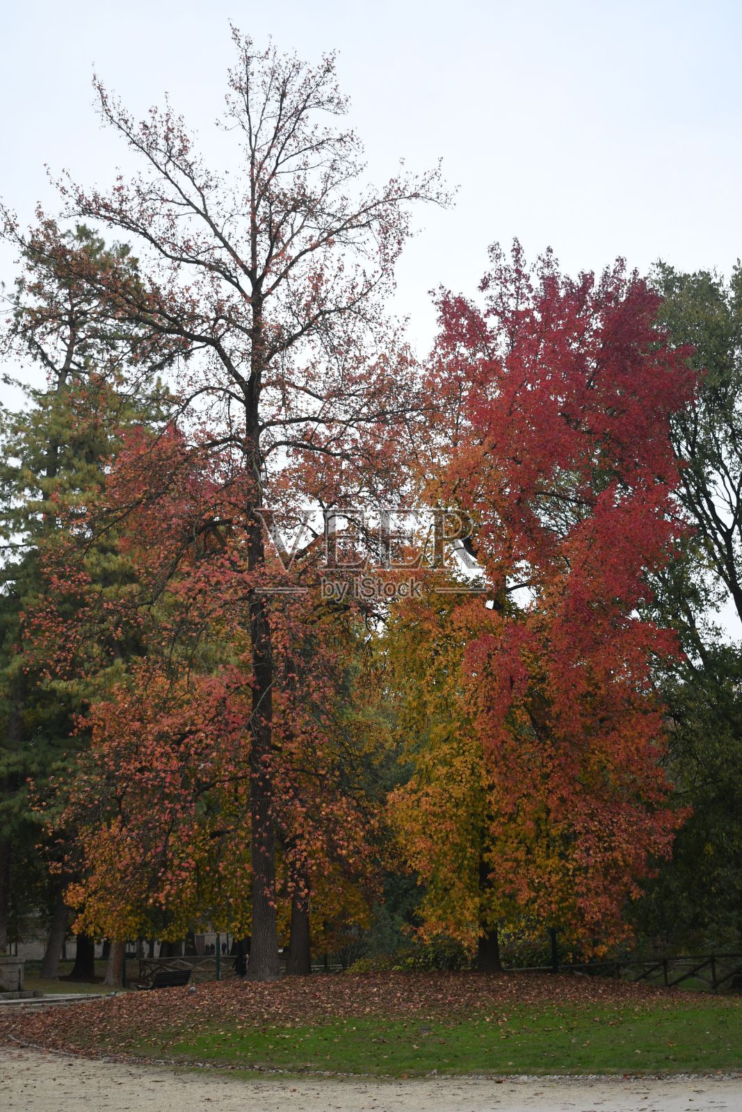公园里五颜六色的秋天树木的美丽景色，背景是蓝天照片摄影图片
