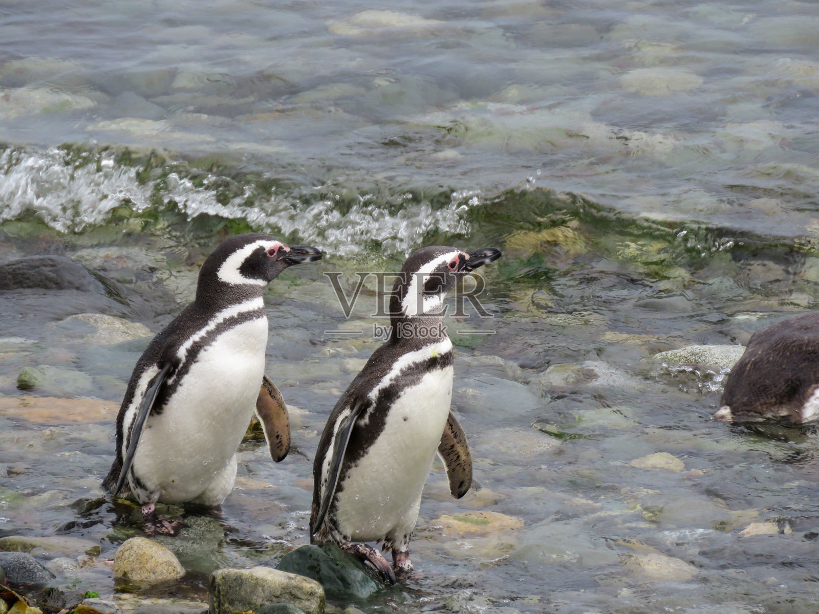 麦哲伦企鹅在水面上行走的特写镜头照片摄影图片