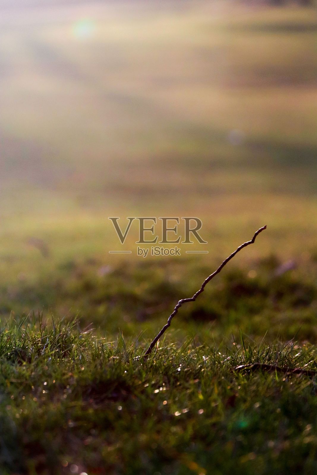 垂直拍摄一根在日出时生长在草地上的细木棍照片摄影图片