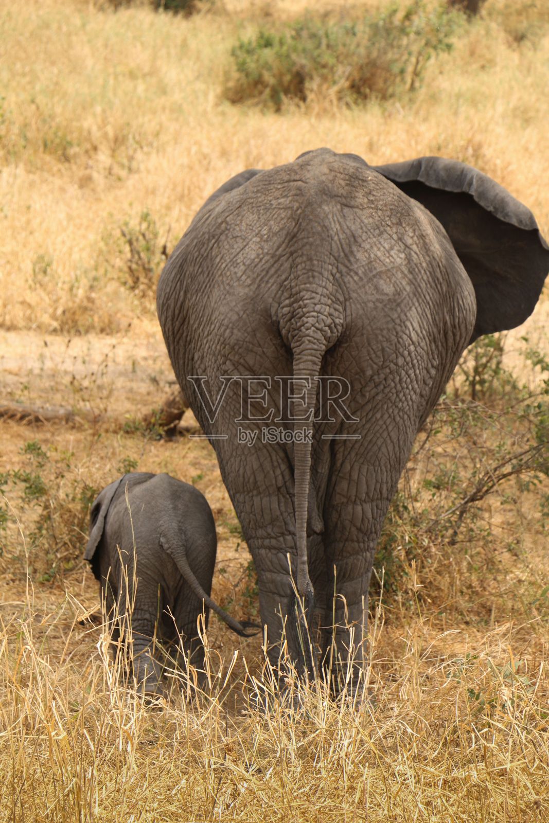 垂直拍摄的非洲丛林象在森林里照片摄影图片