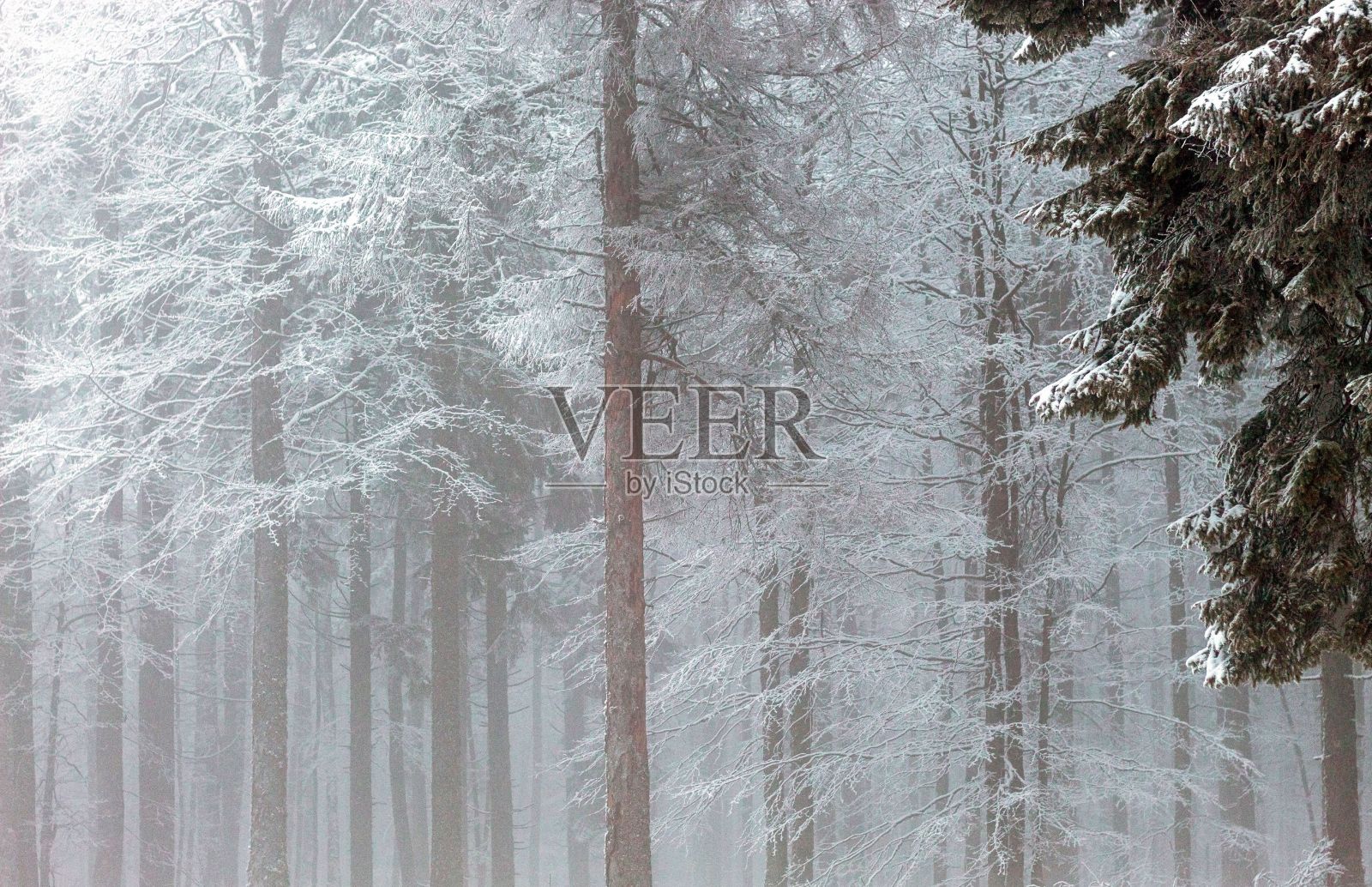 罗马尼亚一座山中间的冰冻森林照片摄影图片