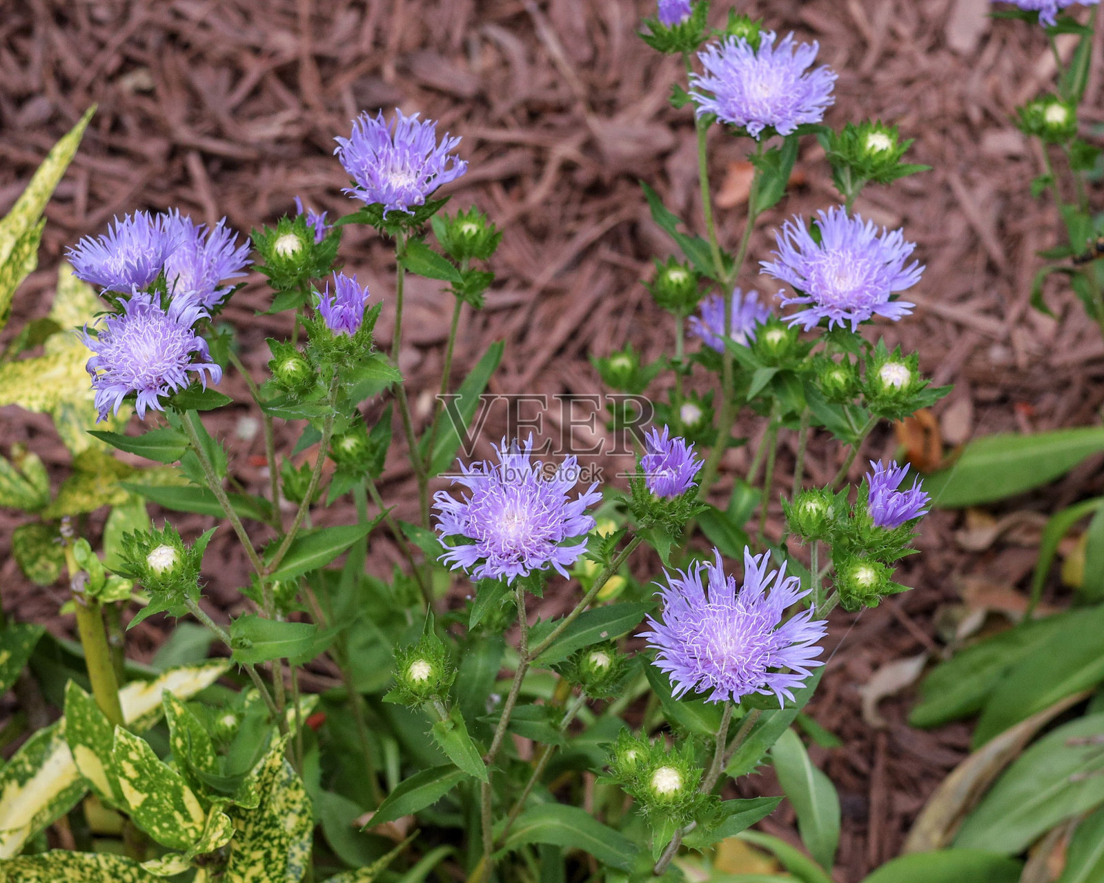 近距离拍摄在花园里开花的stokias照片摄影图片