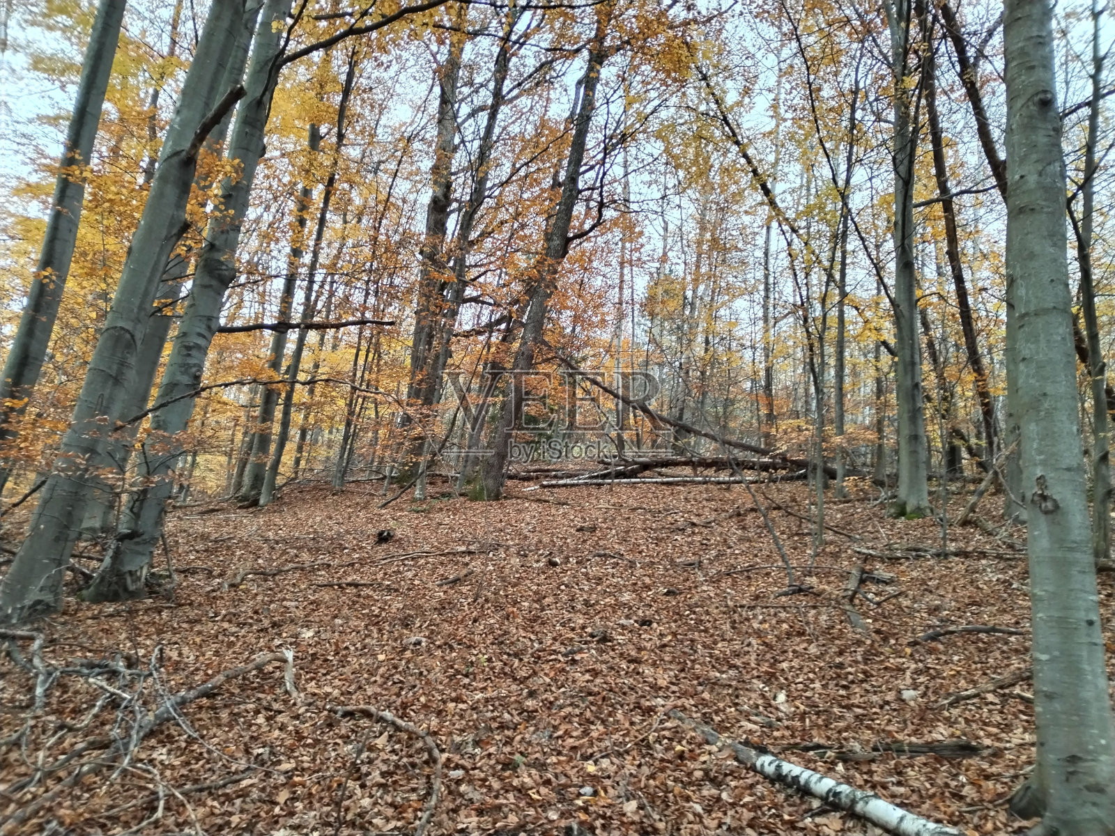 秋天森林落叶的美丽镜头照片摄影图片