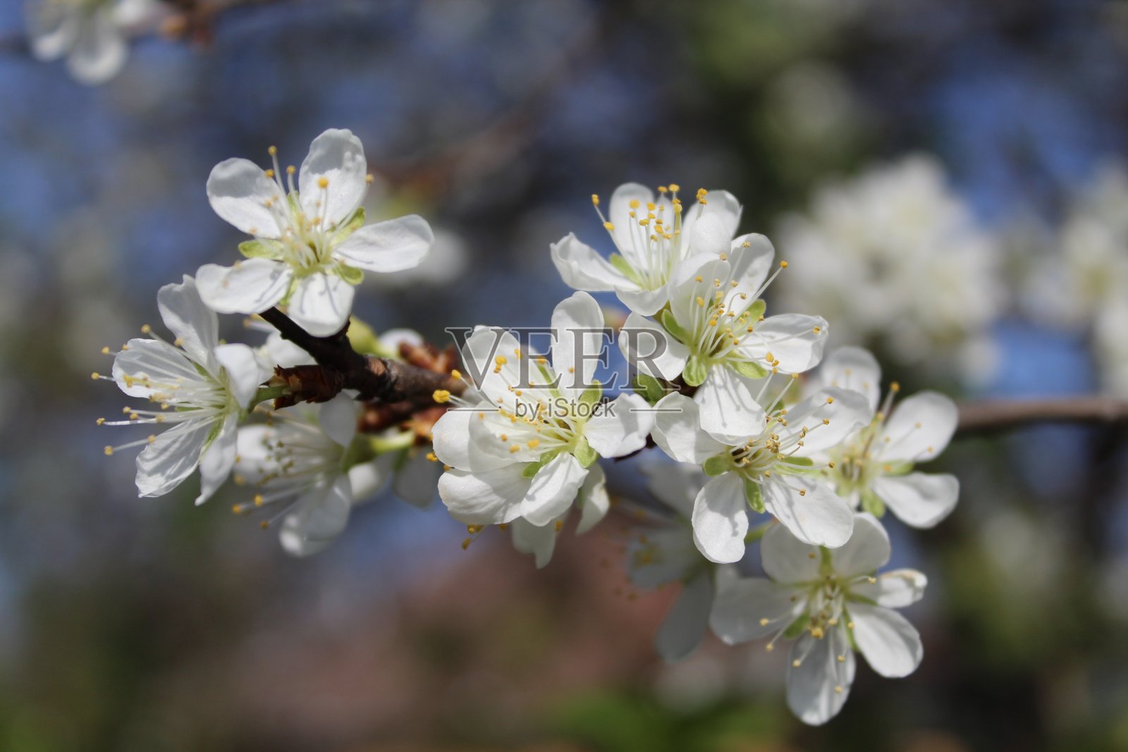 樱花照片摄影图片