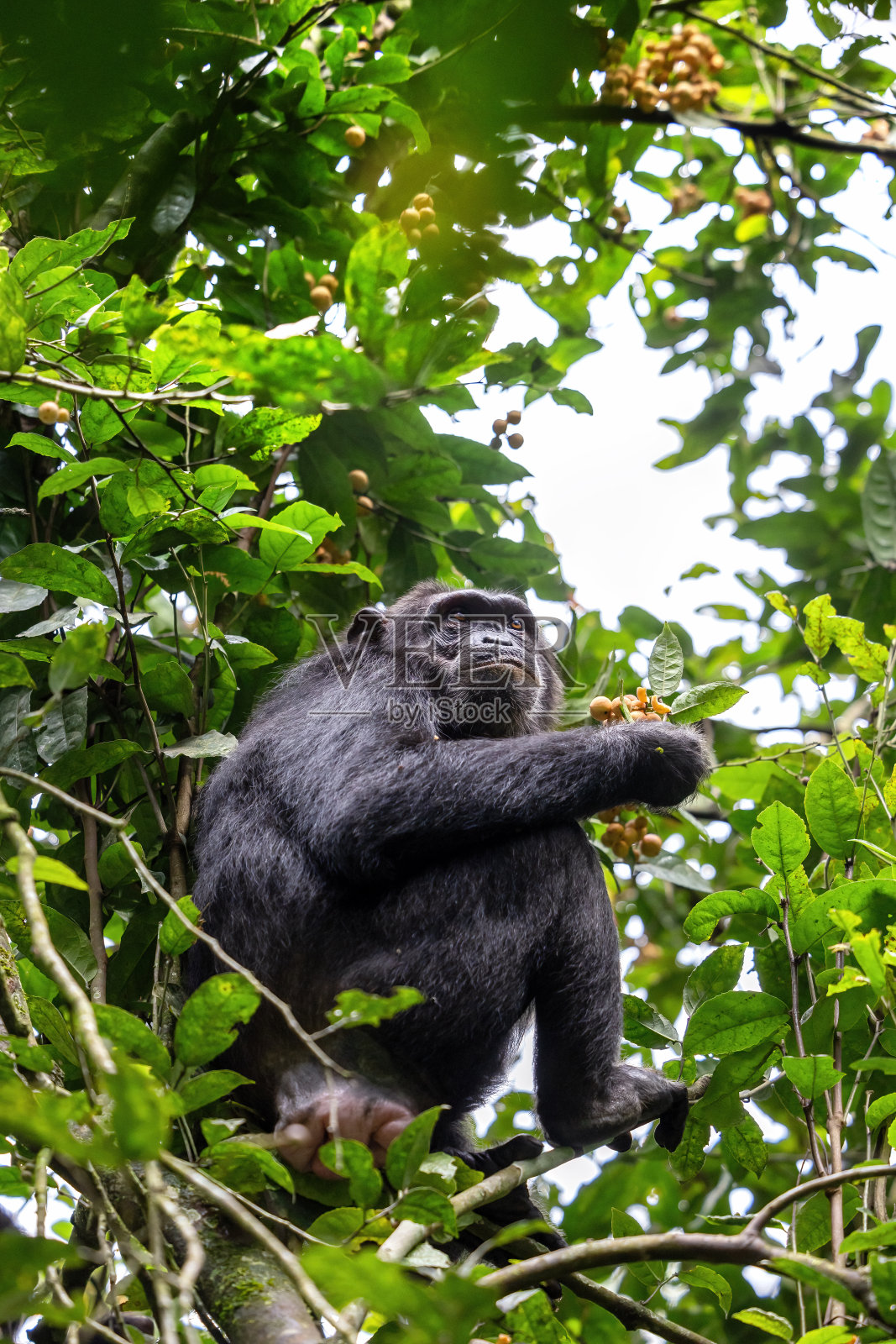 乌干达西部Kibale国家公园的热带雨林里，一只成年黑猩猩，穴居动物，正在吃水果。公园保护计划意味着一些剧团习惯于与人类接触照片摄影图片