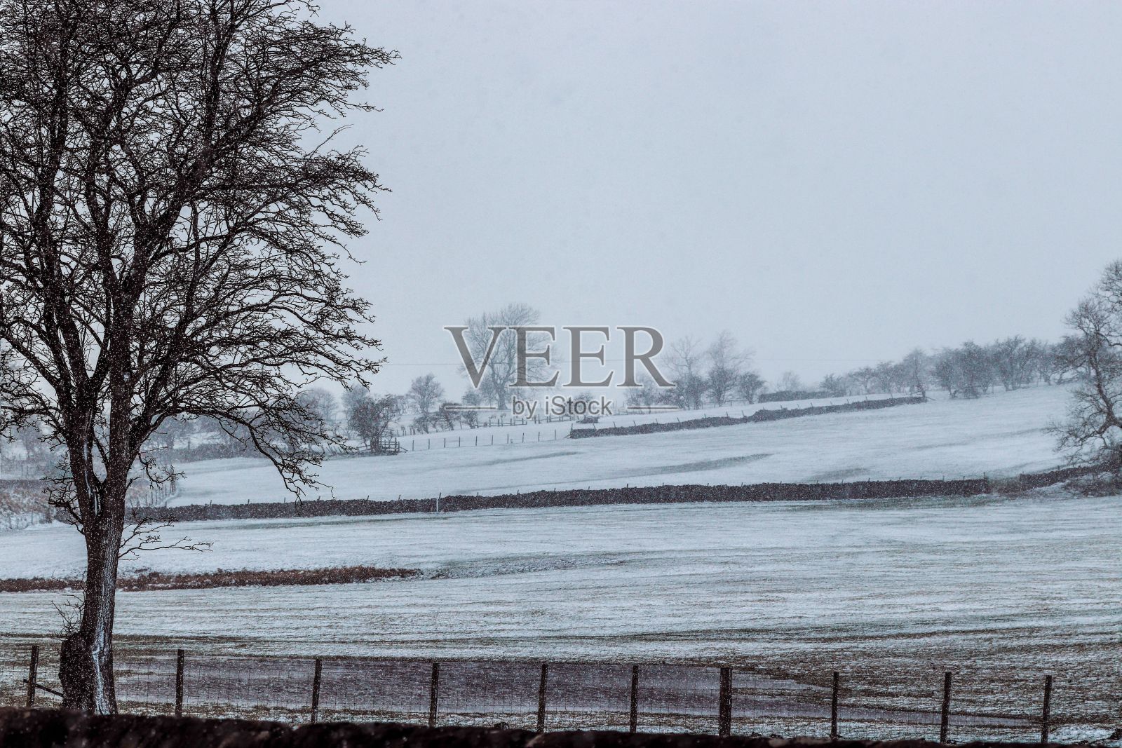 白雪皑皑的田野，背景是光秃秃的树木。照片摄影图片