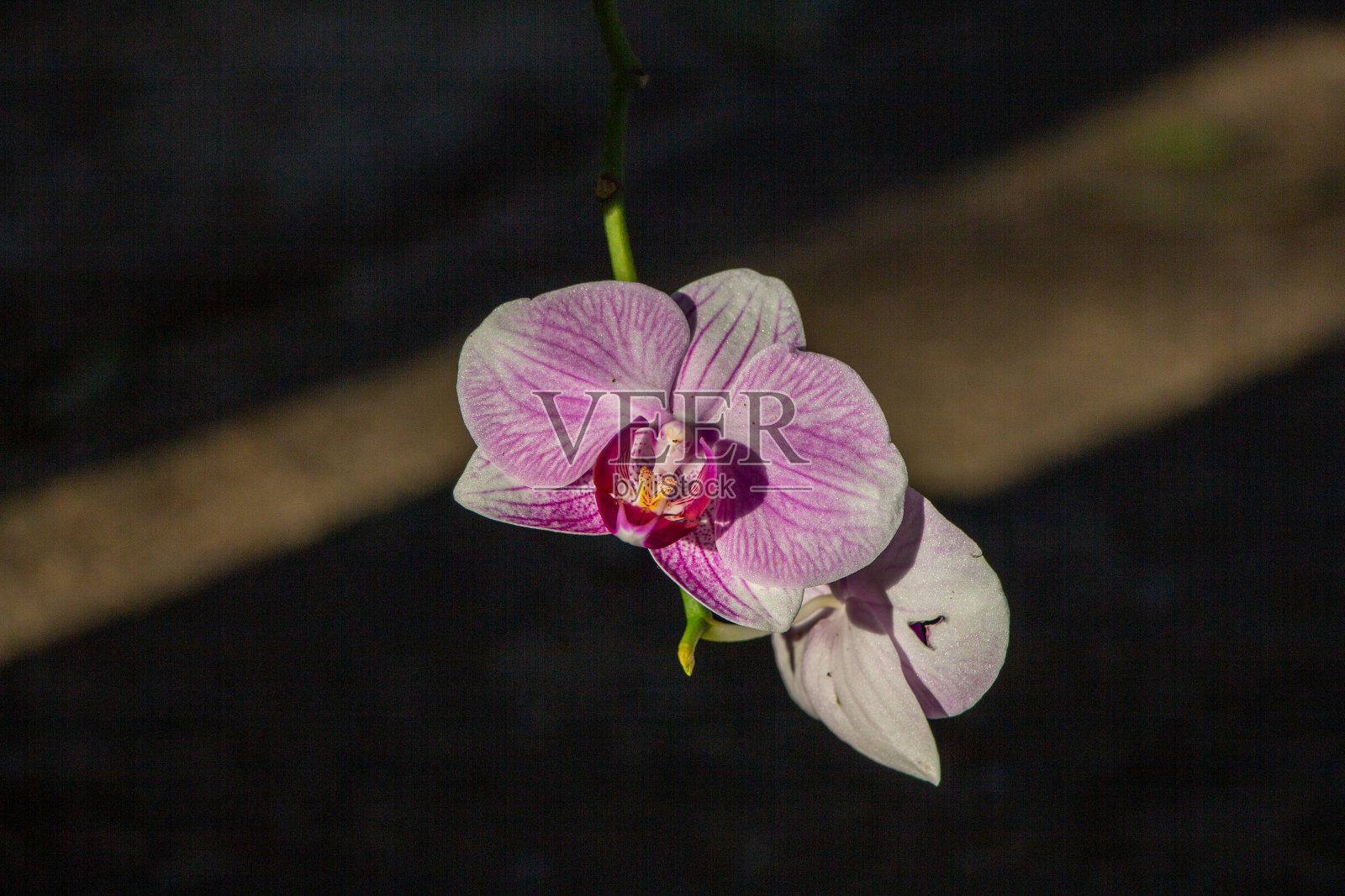 粉色/紫色兰花照片摄影图片