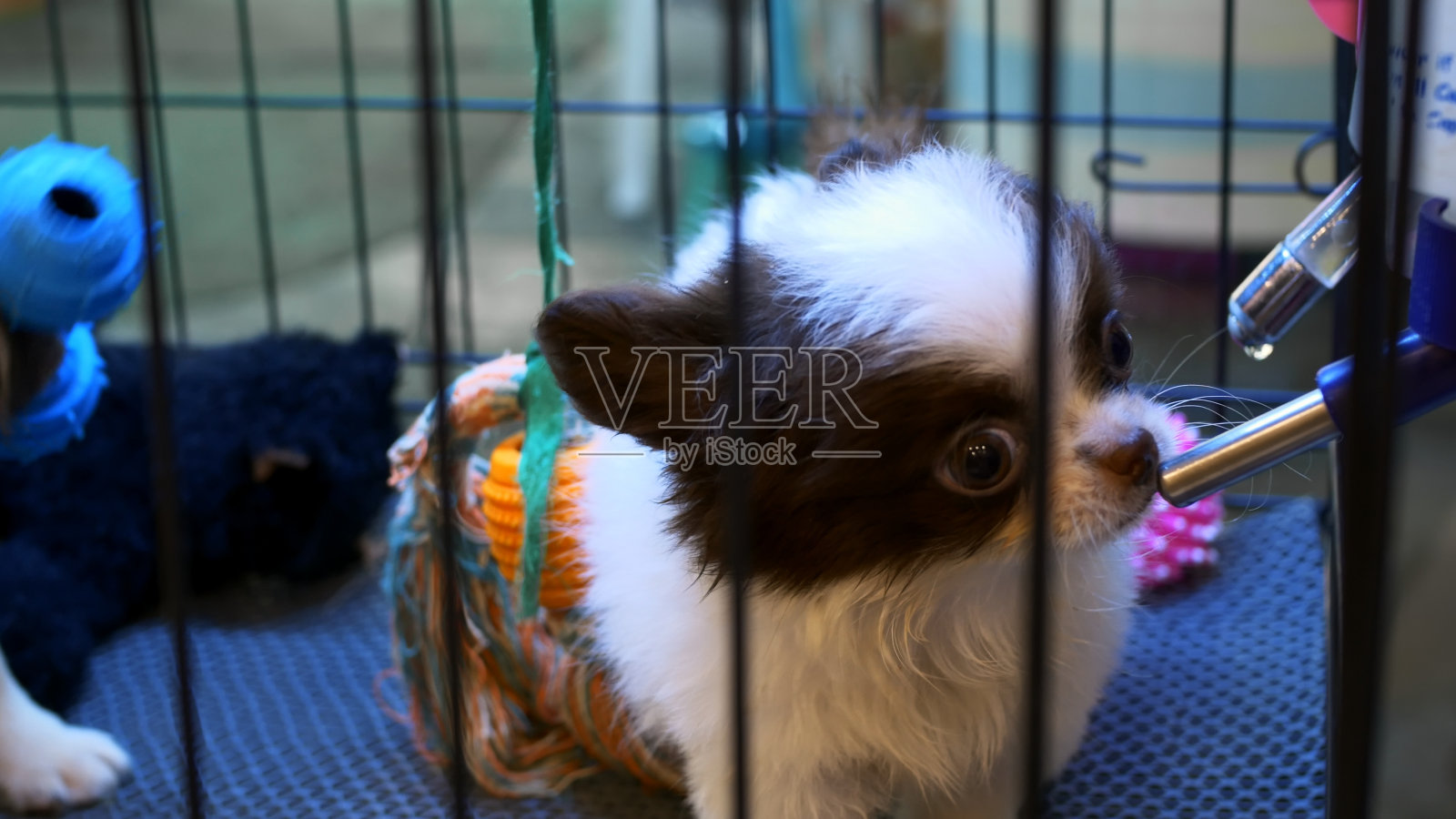 口鼻上有黑点的白色幼犬在笼子里喝汽车饮料。两只可爱的小狗在收容所的笼子里，一只小狗喝着汽车饮料，另一只小狗积极地玩着玩具。照片摄影图片