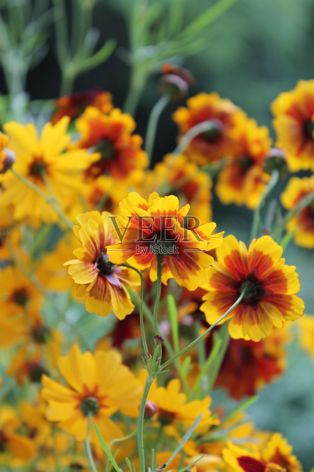 生机勃勃的锦葵花照片摄影图片