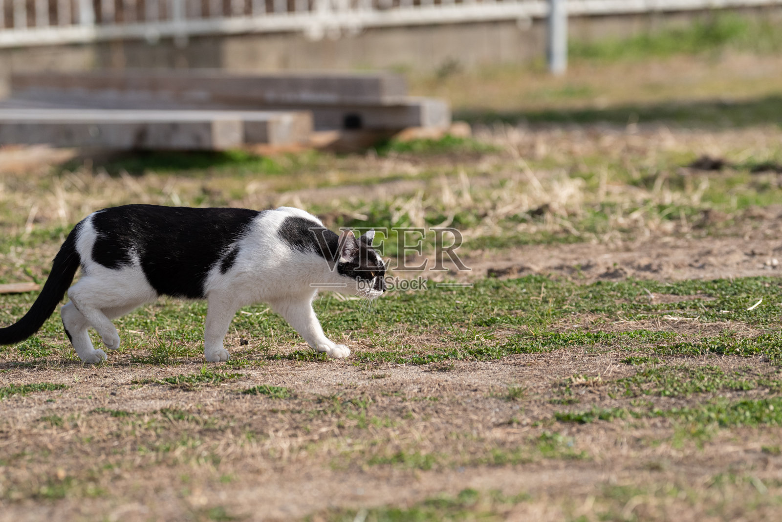 走猫照片摄影图片