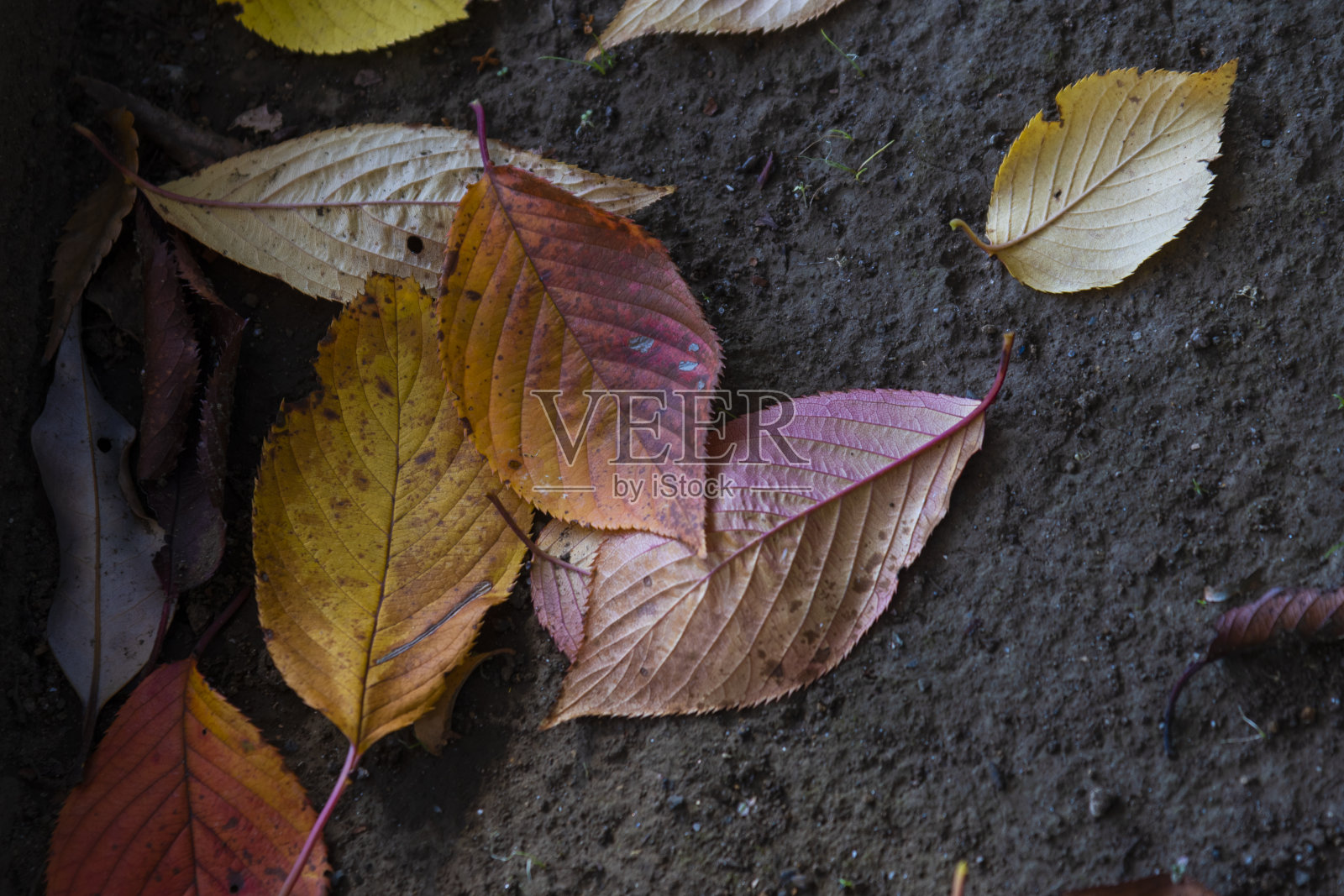 落叶照片摄影图片