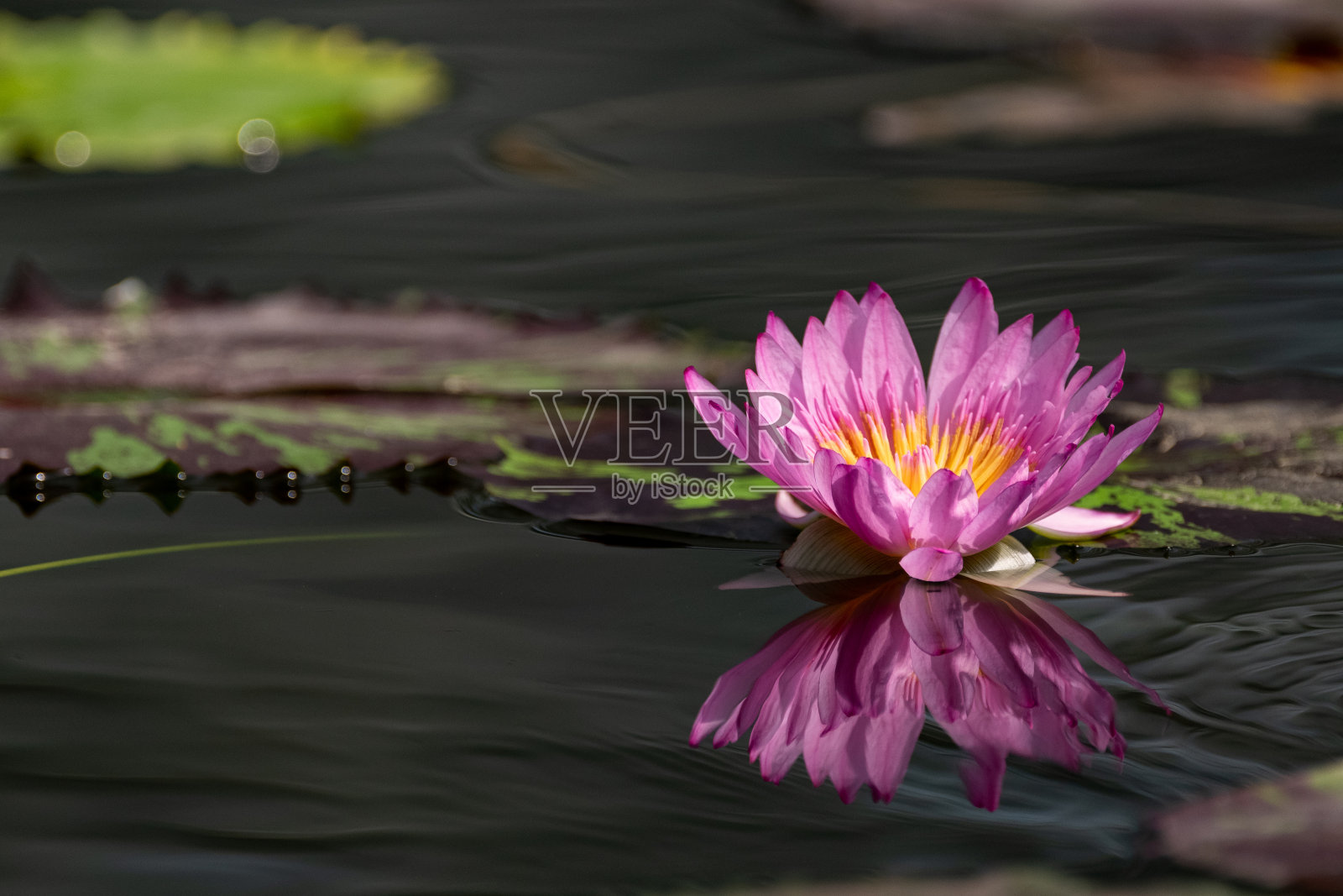 热带睡莲照片摄影图片