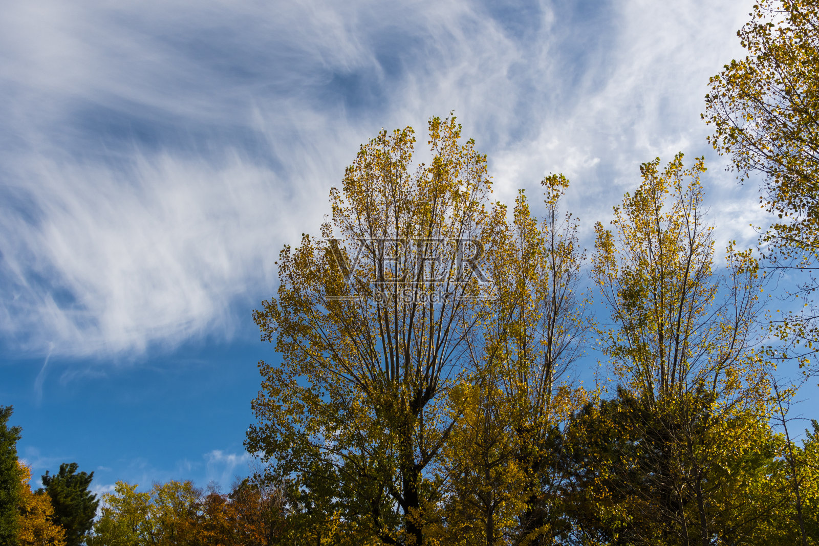 秋天的落叶照片摄影图片