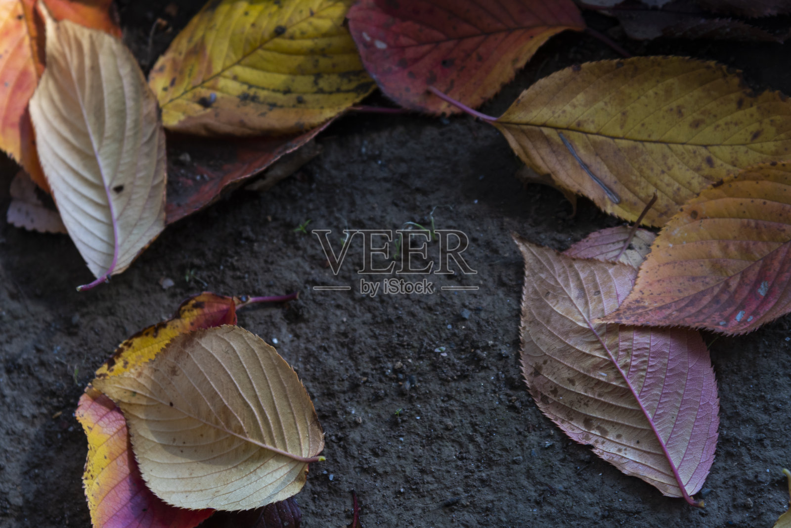 落叶照片摄影图片