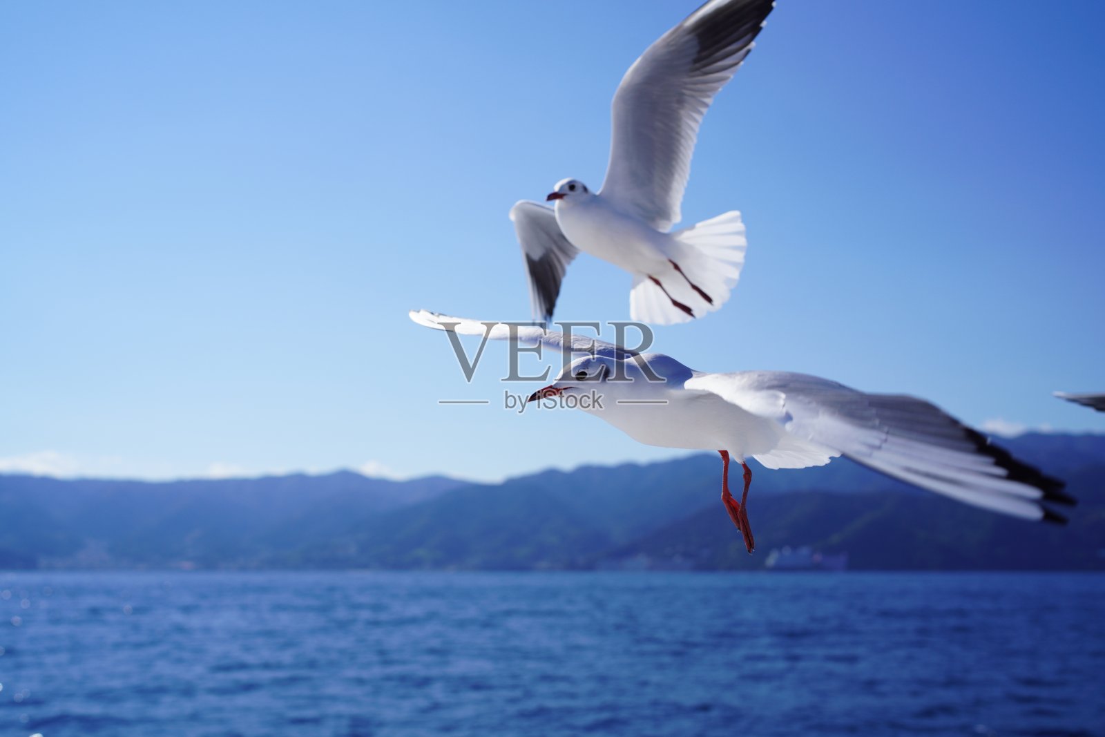 海鸥在海里飞翔照片摄影图片