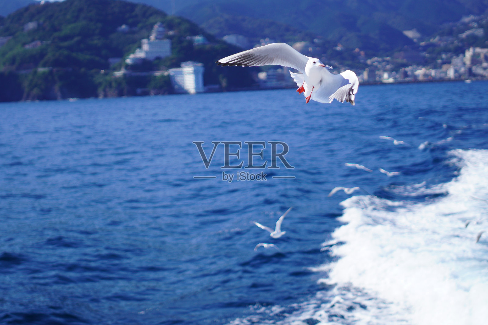 海鸥在海里飞翔照片摄影图片