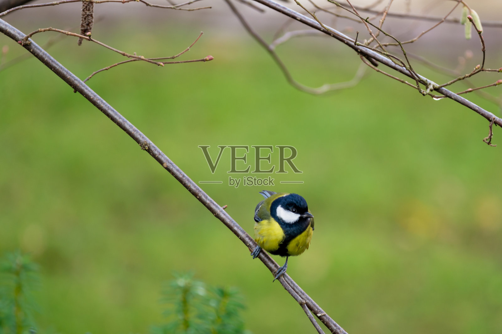 大山雀(Parus Major)特写。照片摄影图片