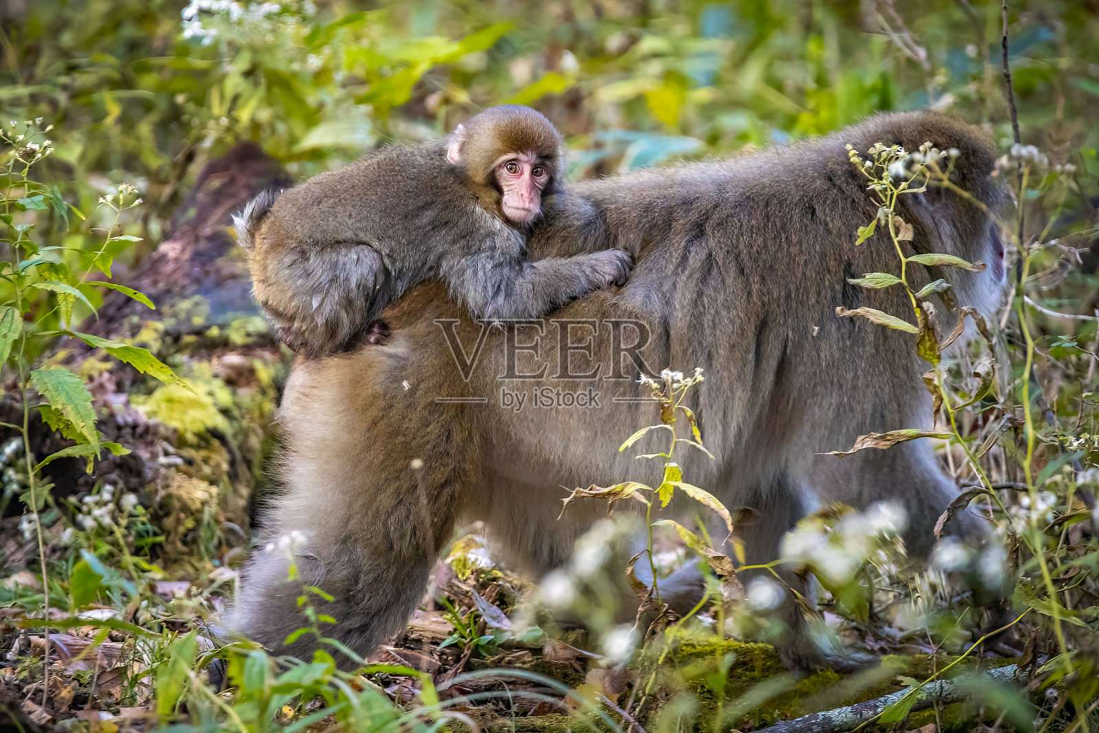 可爱的野生日本雪猴在日光国家公园森林照片摄影图片