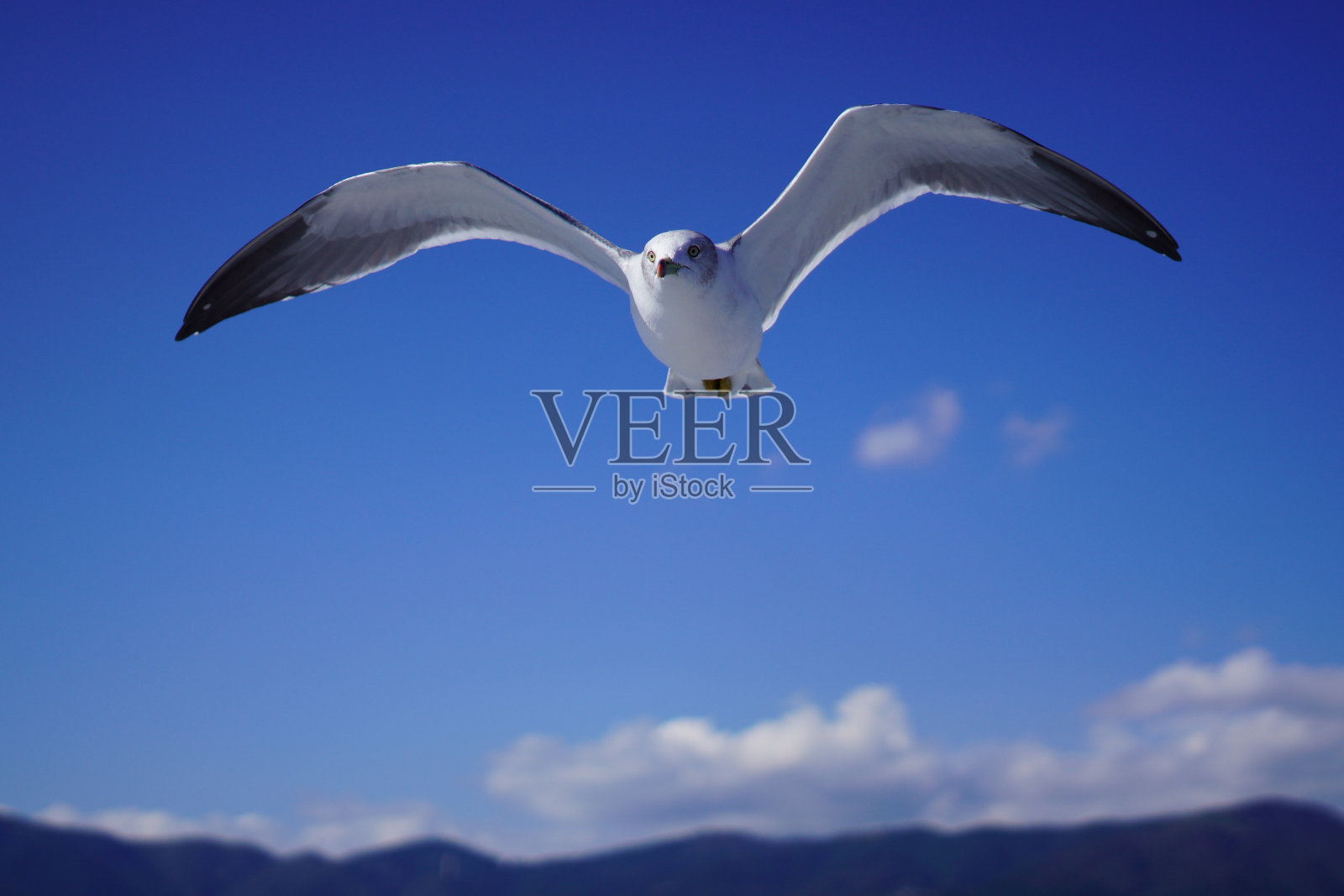 海鸥在海里飞翔照片摄影图片