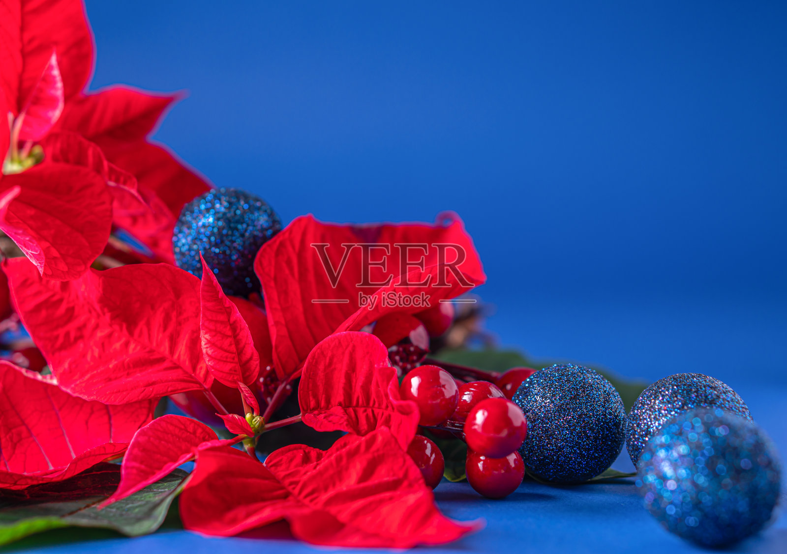 节日卡片-红色的一品红，冷杉圆锥，圣诞装饰在蓝色的背景。关闭了。节日手工礼品概念。照片摄影图片