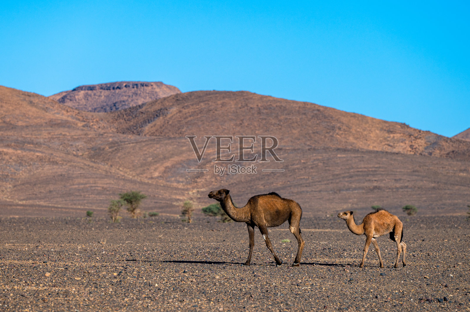 单峰骆驼在摩洛哥的阿特拉斯山脉的撒哈拉沙漠中行走。照片摄影图片