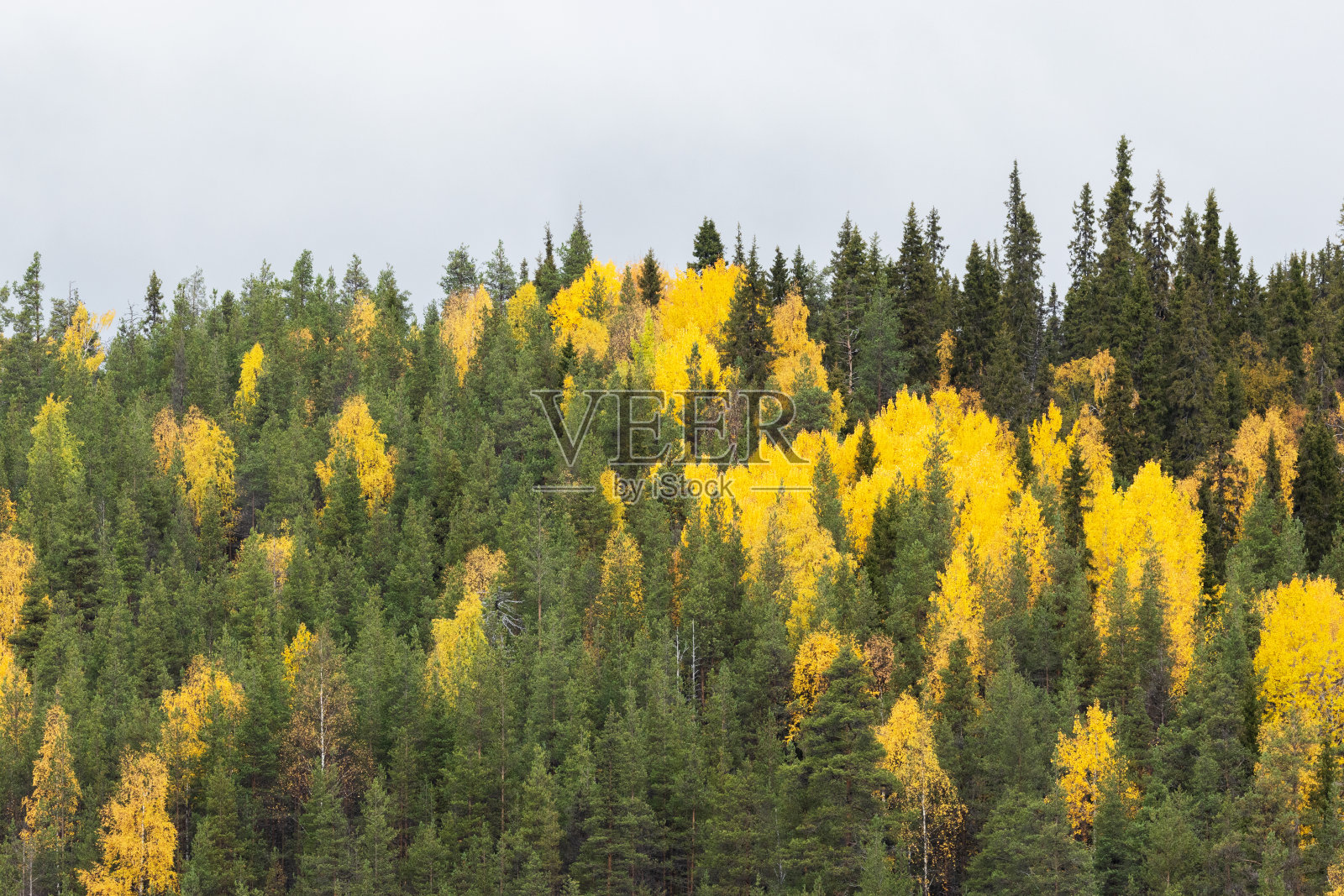 芬兰，奥兰卡国家公园，山坡上的一片落叶混交林照片摄影图片