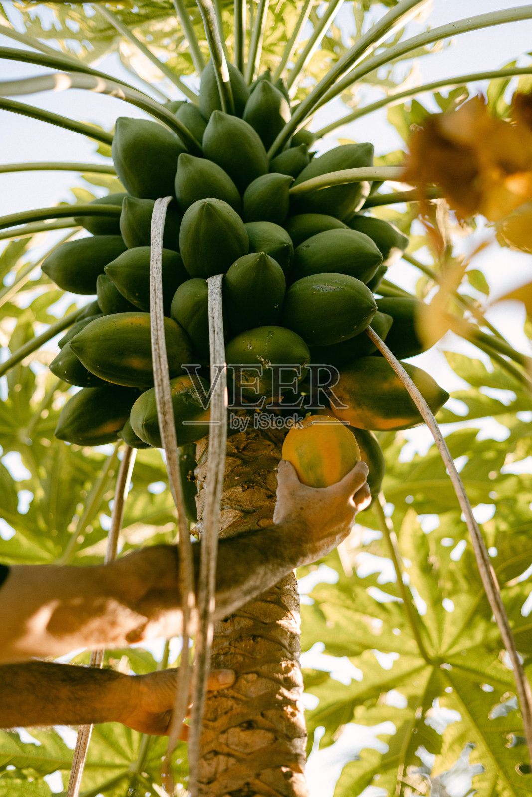 在墨西哥锡那罗亚州采摘番木瓜照片摄影图片