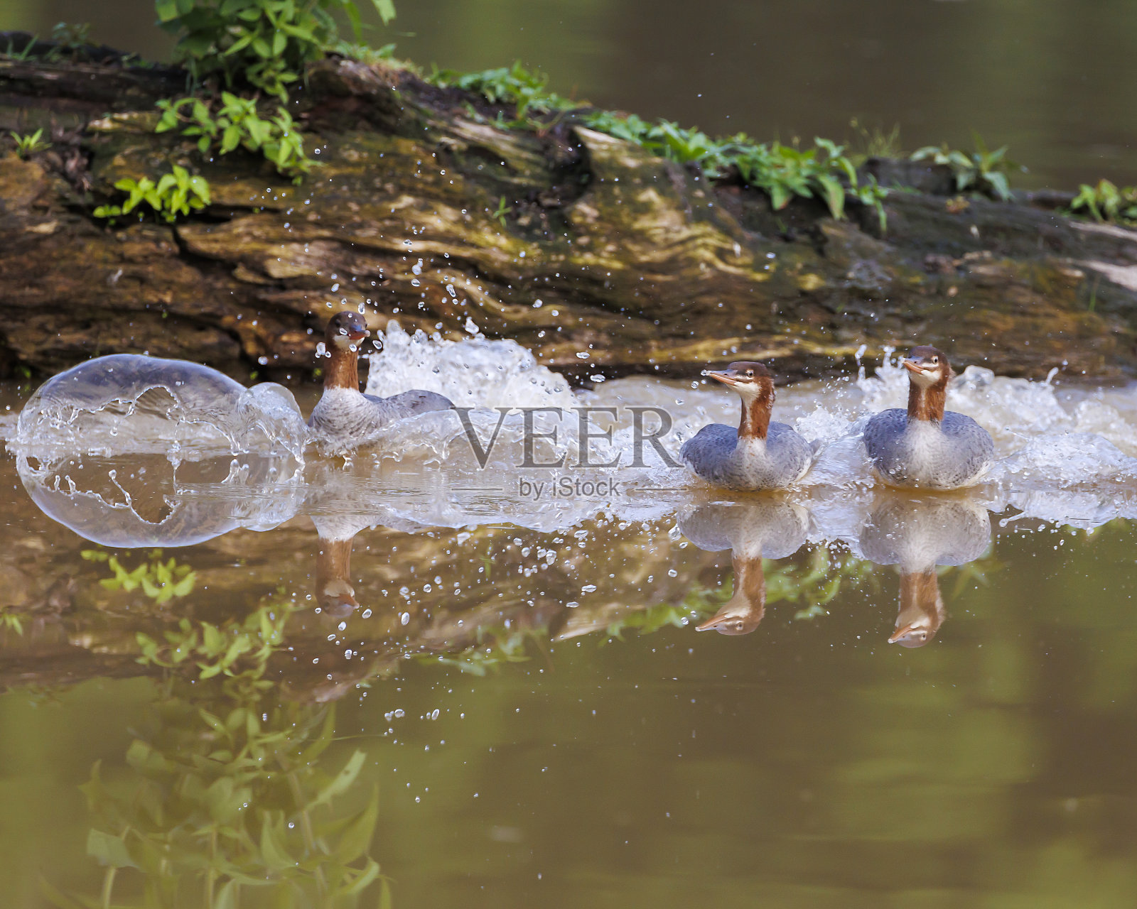 普通秋沙鸭照片摄影图片