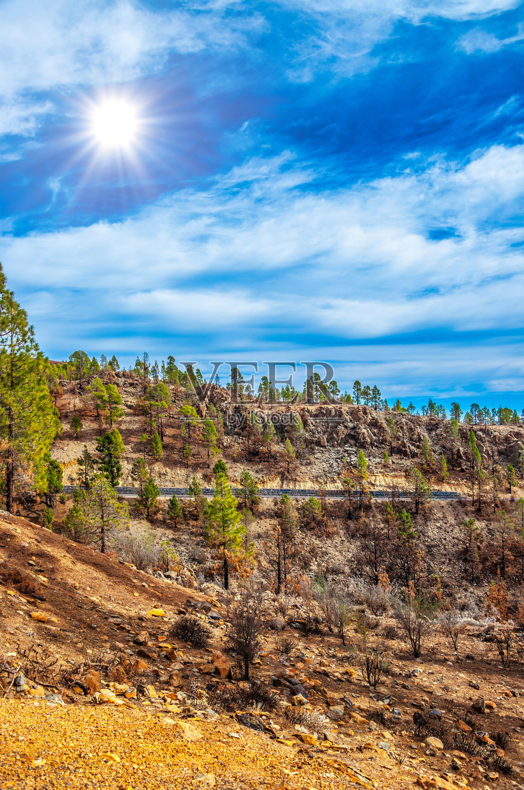 加那利松，科罗纳森林自然中的加那利松照片摄影图片
