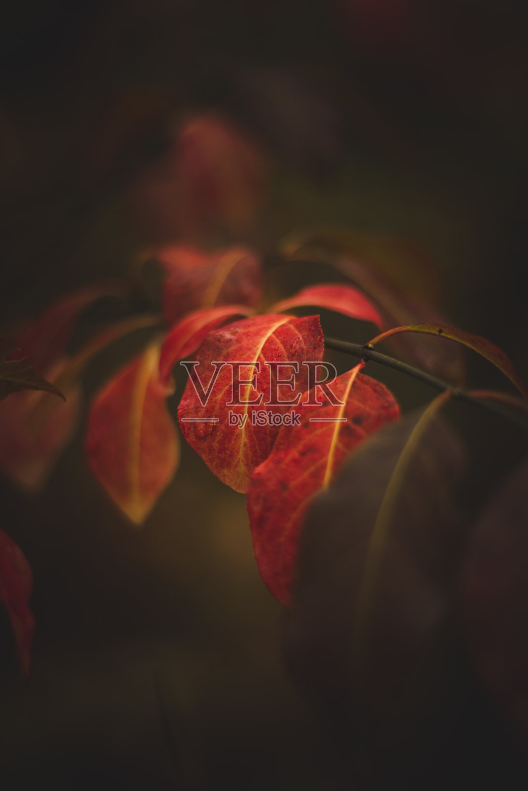 两个红色的花瓣紧紧抓住一根小树枝，用他们最后的力量。秋天的阳光把这些树叶染成了不可思议的颜色照片摄影图片