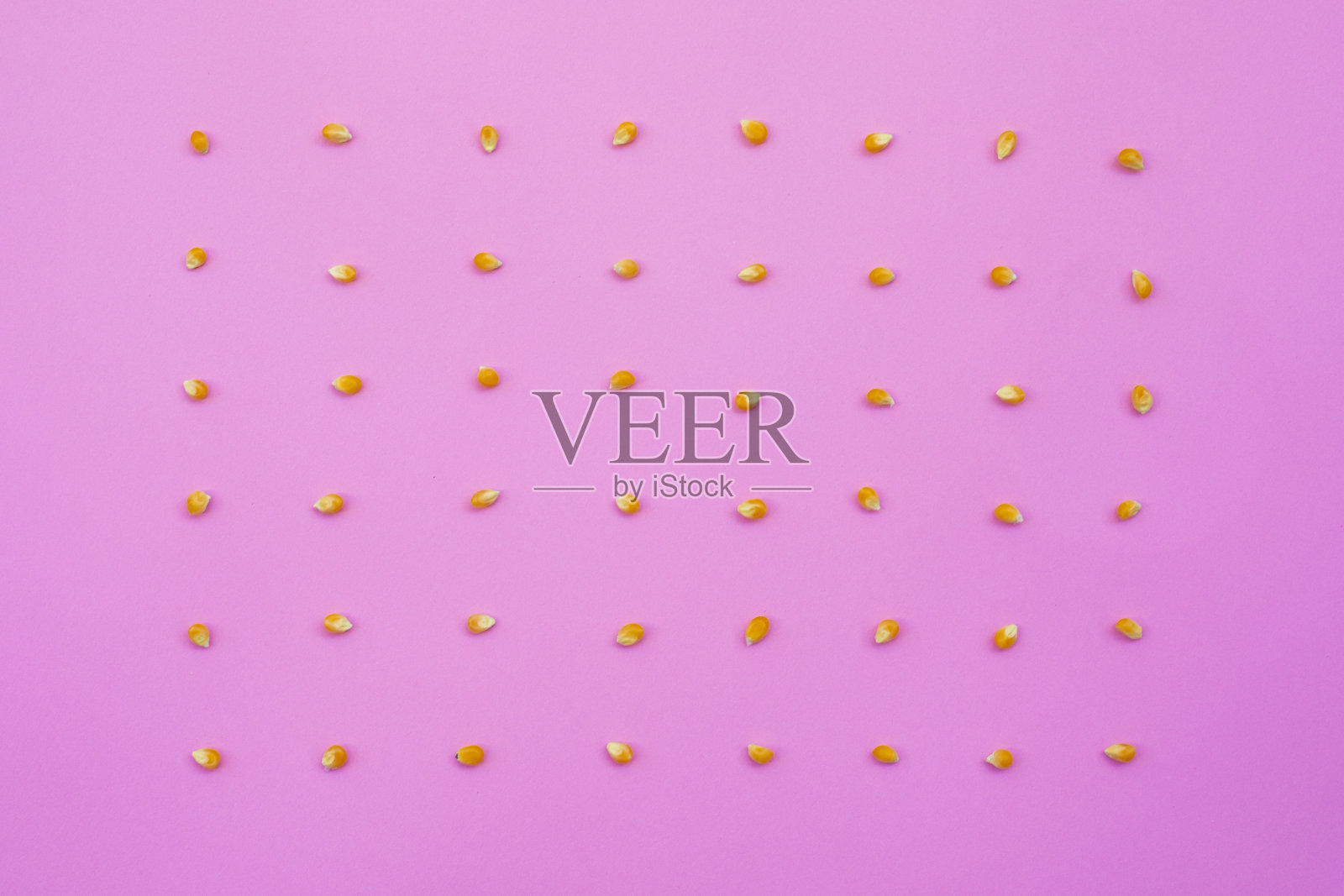 粉色背景上的仙人掌照片摄影图片