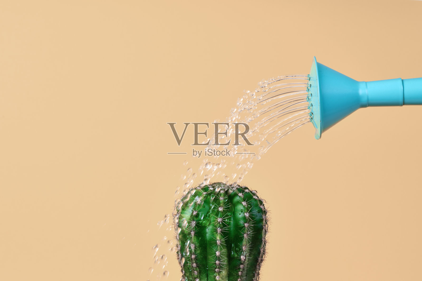 浇水仙人掌照片摄影图片